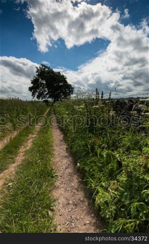 A footpath in the countryside leading towards a tree in the distance in the Peak District