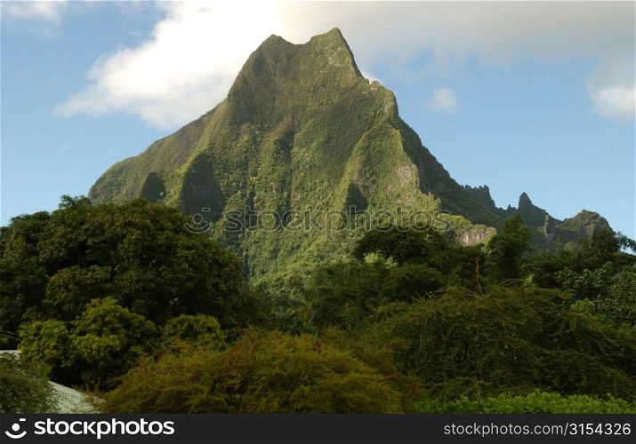 A forest at the base of a hill, Moorea, Tahiti, French Polynesia, South Pacific