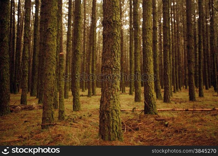 a Forest in the centre of the Island of Tenerife on the Islands of Canary Islands of Spain in the Atlantic. . SPAIN CANARY ISLAND TENERIFE