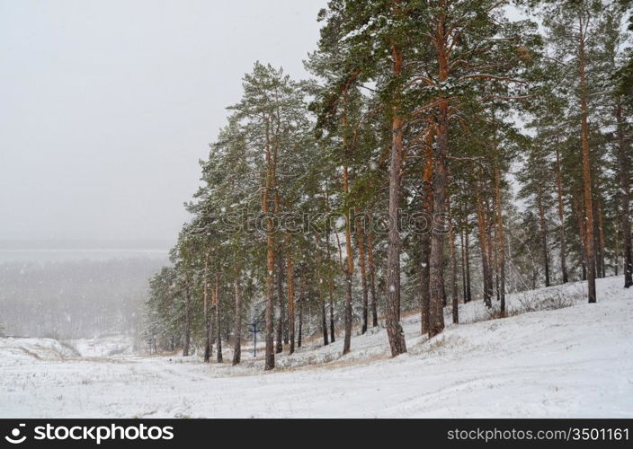 A forest in winter eith trees and snowfall