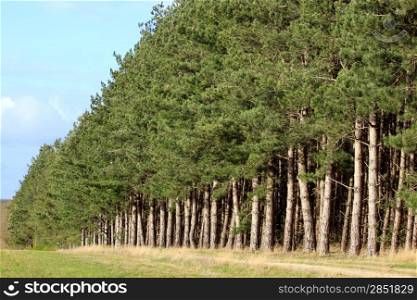 A forest of pine rows on a background of blue sky autumn