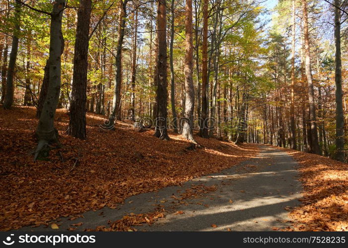 A Forest Of Tall Trees At Autumn Sun With Long Shadows