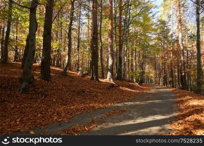 A Forest Of Tall Trees At Autumn Sun With Long Shadows