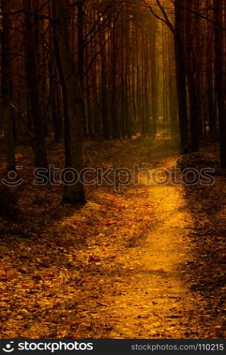 A forest road photographed against the light in warm orange tones. Poland in November. Vertical view.