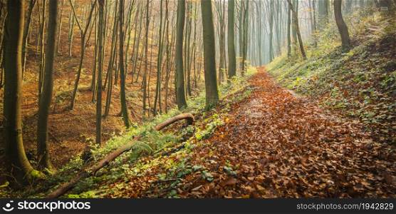 A forest trail covered with autumn leaves and sun rays.