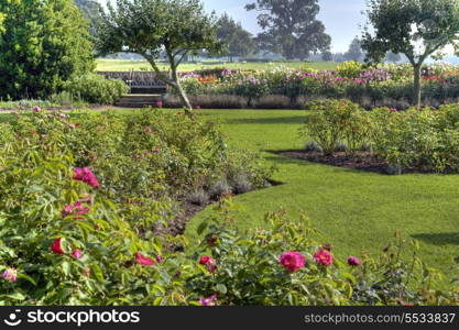 A formal rose garden with lawn, Warwickshire, England.