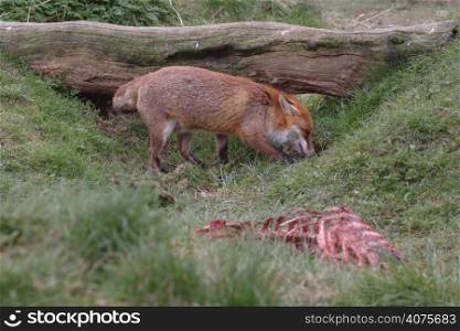 A fox next to a carcus