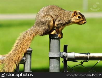 a fox squirrel on a fence