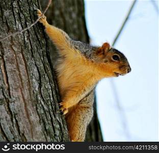 a fox squirrel on a tree in spring day