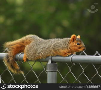 a fox squirrel sitting on a fence