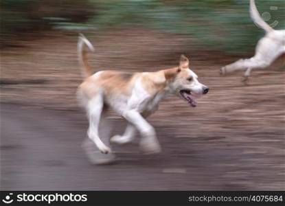 A foxhound