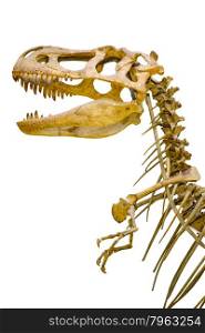 a fragment of the skeleton of Tyrannosaurus rex on white background isolated