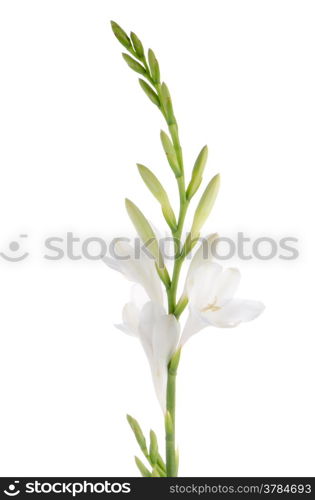 A fragment of white lilies &rsquo; bunch on a white background. zephyranthes candida