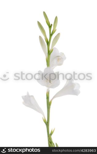 A fragment of white lilies &rsquo; bunch on a white background. zephyranthes candida