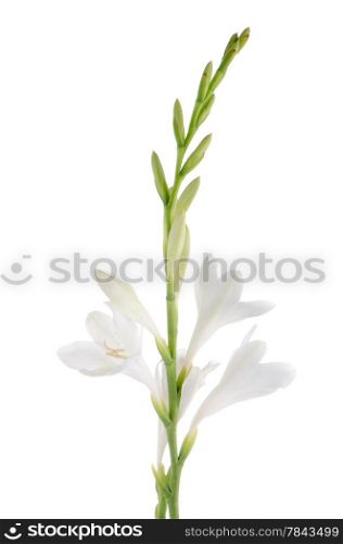 A fragment of white lilies &rsquo; bunch on a white background. zephyranthes candida