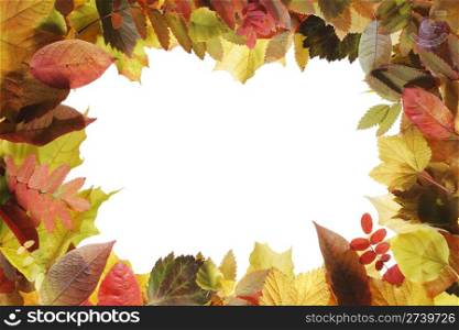 A frame made of different autumn season leaves.