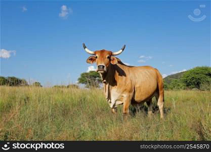 A free-range brahman cow in pasture in grassland on a rural farm, South Africa