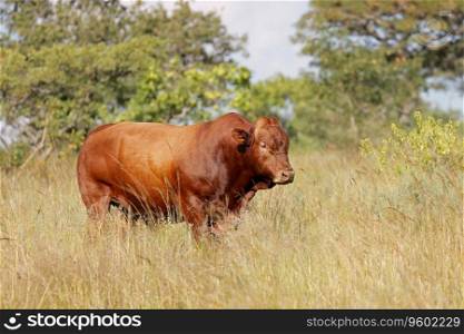 A free-range bull in native grassland on a rural farm, South Africa
