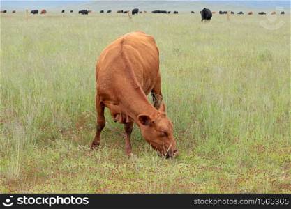 A free-range cow grazing in grassland on a rural farm, South Africa