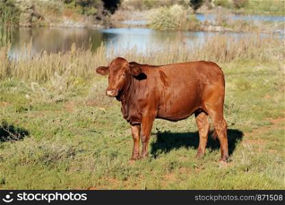 A free-range steer on natural pasture of a rural farm, South Africa