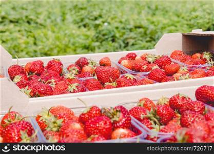 A fresh crop of ripe red organic strawberries lies in a cardboard box. Vitamins Healthy Food Nutrition Vitamins. A fresh crop of ripe red organic strawberries lies in a cardboard box.