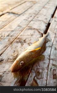 A fresh fish on old wooden dock planks