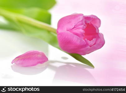 a fresh pink tulip , close up shot