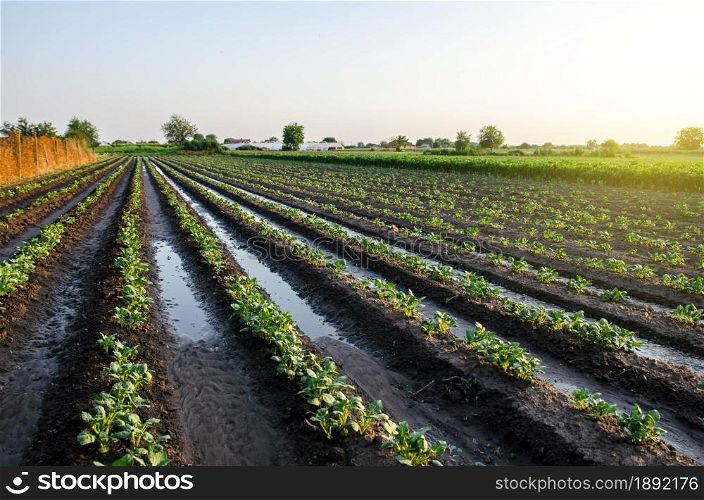 A freshly watered potato plantation in the early morning. Vegetable farming. Surface irrigation of crops. European farming. Agriculture and agribusiness. Fresh green foliage of plants on the field.