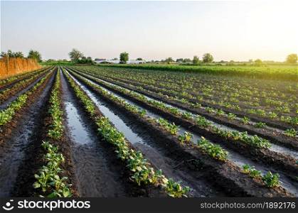 A freshly watered potato plantation in the early morning. Vegetable farming. Surface irrigation of crops. European farming. Agriculture and agribusiness. Fresh green foliage of plants on the field.