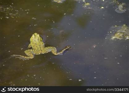 a frogs in a pond enjoying full of green leaves