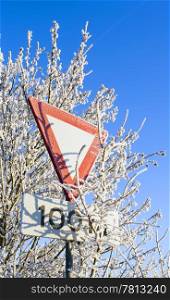 A frost covered yield sign surrounded by trees.
