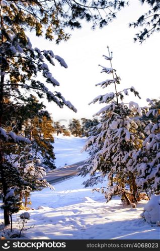 A frozen forest in Brasov, Transylvania, Romania.