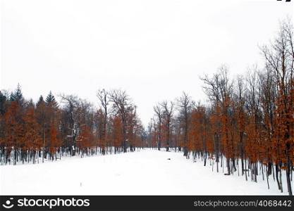 A Frozen Forrest, Sighet, Romania.