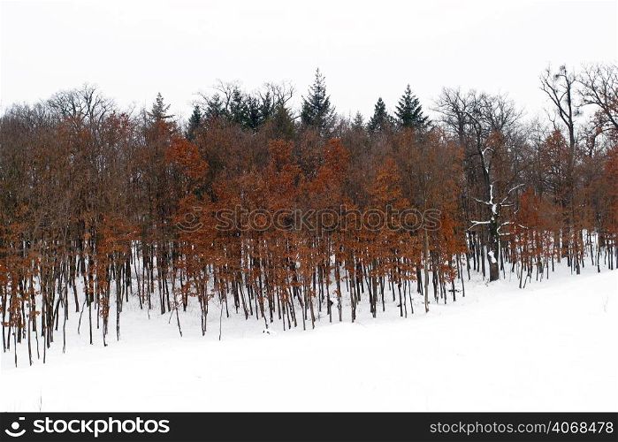 A Frozen Forrest, Sighet, Romania.