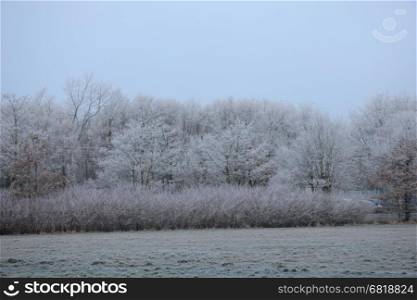 a frozen white winter forest, hoarfrost on trees