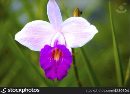 A Fuchsia swing time elegance plant decorative