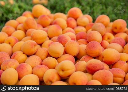 A full box of ripe apricot. Harvesting organic fruit in the garden. Top view closeup.. A full box of ripe apricot. Harvesting organic fruit in the garden.