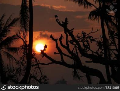 A full round sunset with the silhouetes of leafless trees in the foreground