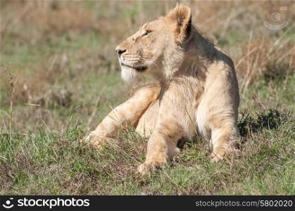 A fully grown lioness is lying down, with her front paws stretched out in front of her, in the short gras on a hill. She seems relaxed and is staring in to the distance, towards her right, while enjoying the heat of the early morning sunlight.