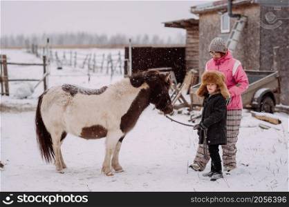A fun winter story of a girl and a pony.. A two-colored pony and a child play in the village yard 3065.