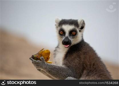 A funny ring-tailed lemurs in their natural environment. The funny ring-tailed lemurs in their natural environment