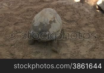 A Galapagos giant tortoise enter the water