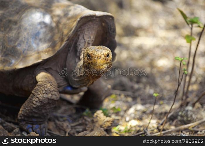 A Galapagos tortoise eating leaves, Santa Cruz, Galapagos