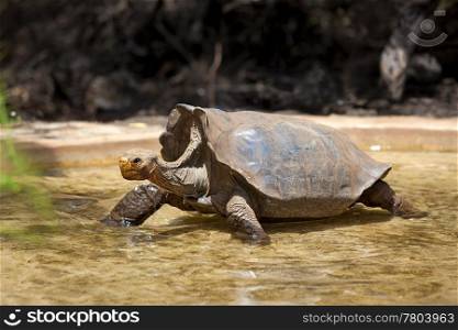 A Galapagos tortoise wading in water, Santa Cruz, Galapagos