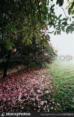 A garden full of pink petals during a super sunny light with a lot of copy space