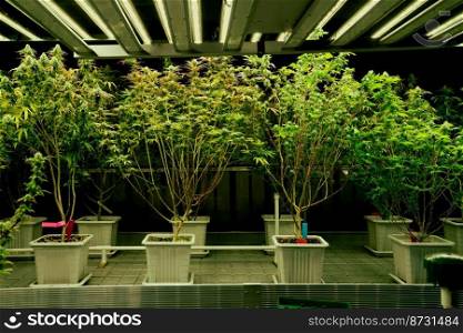 A garden of cannabis plants with gratifying full grown buds under lights in curative indoor medicinal cannabis farm. Marijuana indoor farm in grow facility for high quality medicinal cannabis. A garden of cannabis plants with gratifying full grown buds ready for harvested.