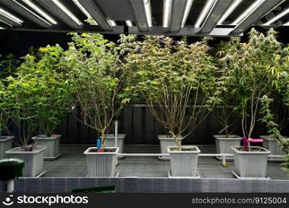 A garden of cannabis plants with gratifying full grown buds under lights in curative indoor medicinal cannabis farm. Marijuana indoor farm in grow facility for high quality medicinal cannabis. A garden of cannabis plants with gratifying full grown buds ready for harvested.