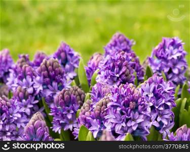 A Garden Of Purple Hyacinth As Closeup