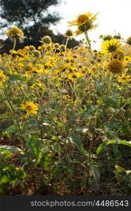 A garden of yellow wild flowers in the late afternoon sun.