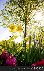 A Garden with daffodils and a tree
